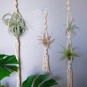 Macrame air plant hanger