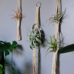 Macrame air plant hanger