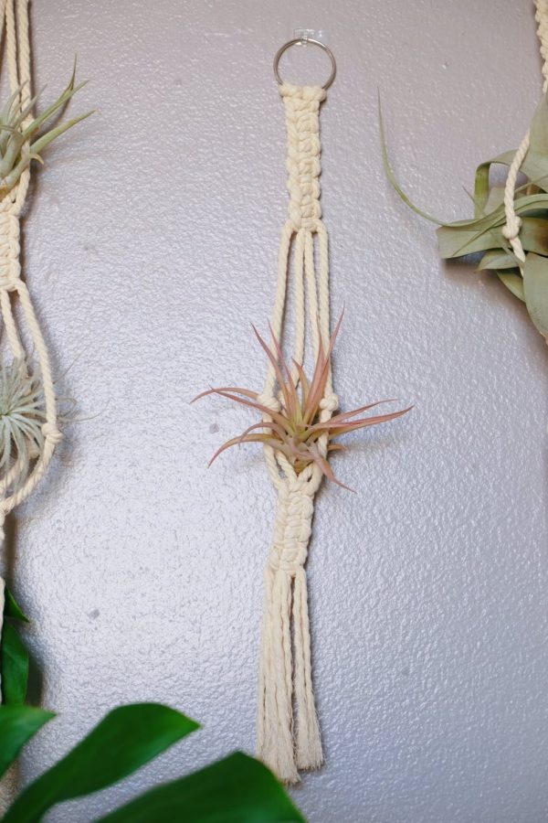 Macrame air plant hanger