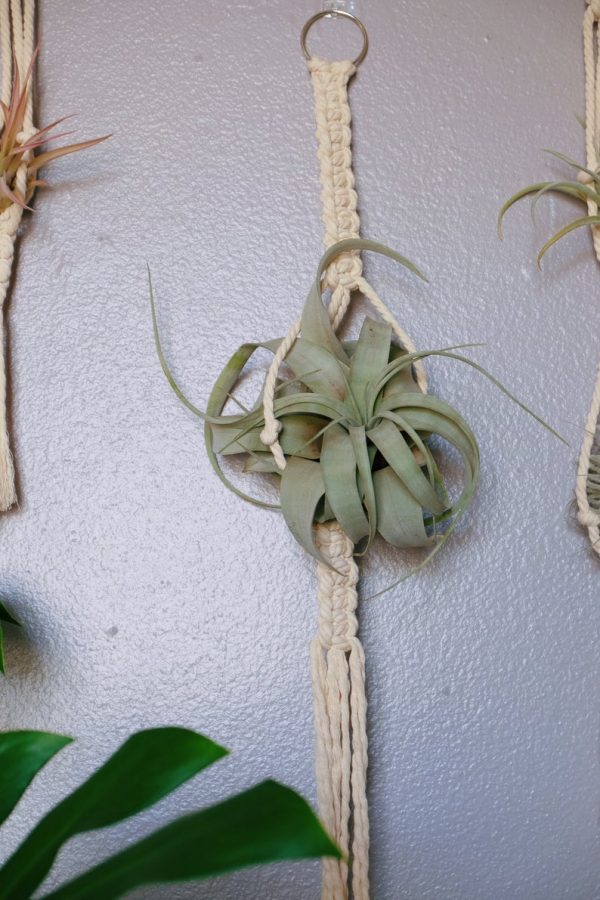 Macrame air plant hanger