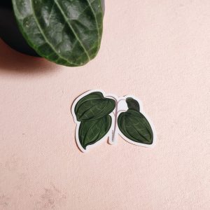 Hoya plant vinyl sticker