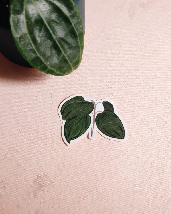 Hoya plant vinyl sticker